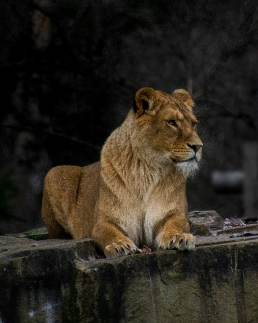 Safaripark Beekse Bergen